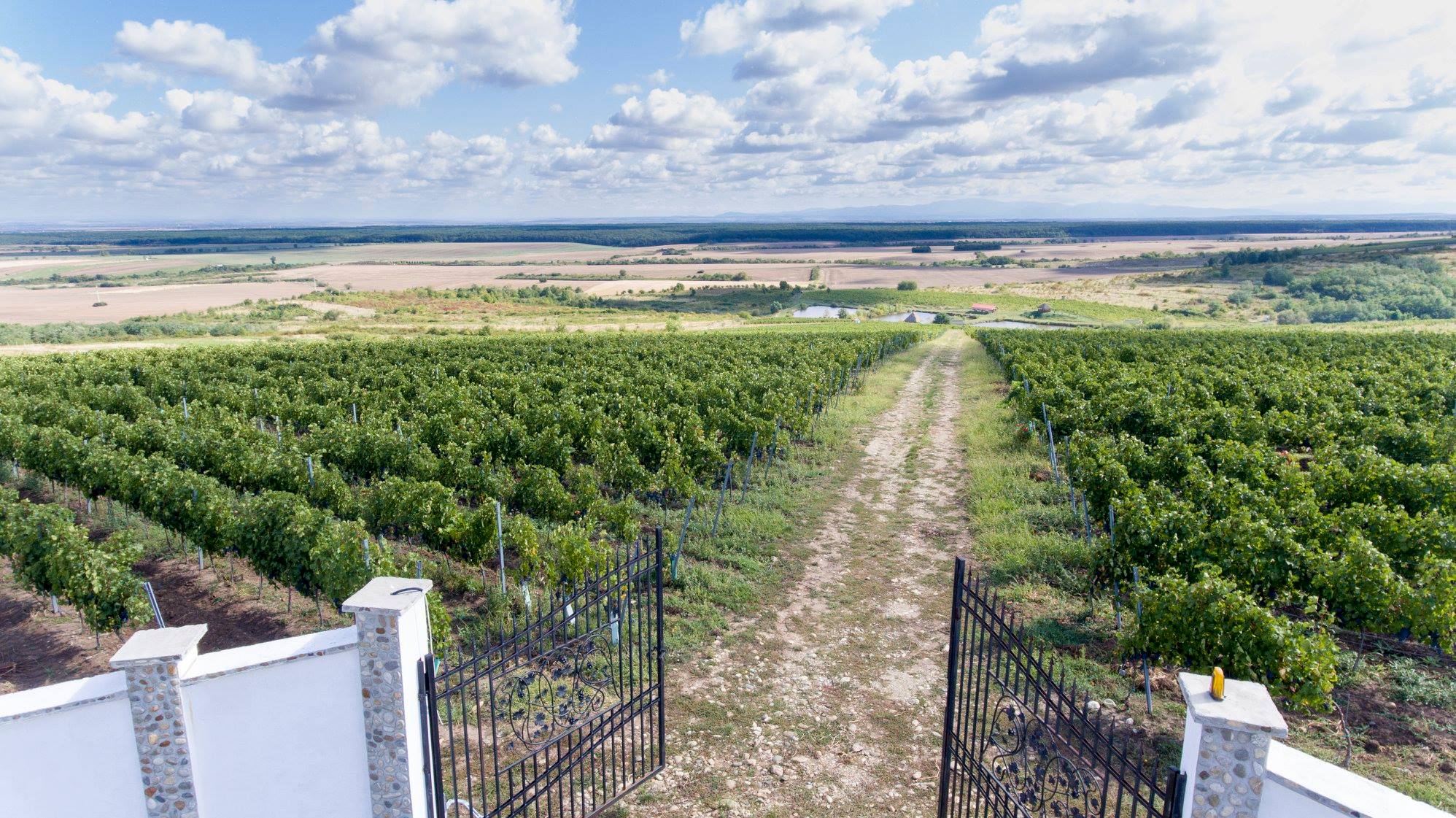 Interesul consumatorilor pentru vin românesc, de calitate, a crescut în ultimii ani. Vedeta acestei ierni: vinul rose