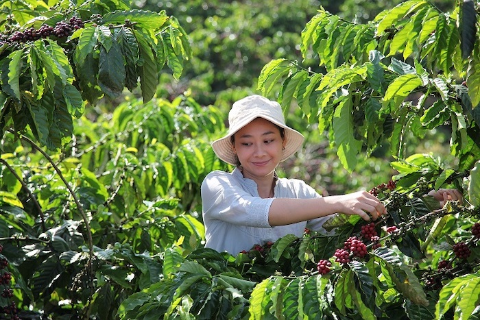 Nestlé lansează Planul NESCAFÉ 2030