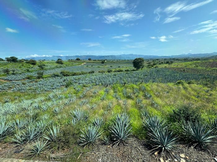 Raicilla – Povestea unui distilat mexican uitat și regăsit