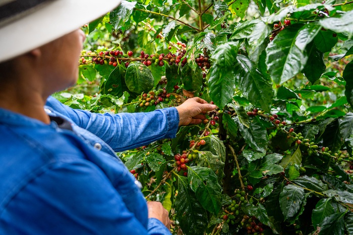 LA RESERVA DE ¡TIERRA! SELECTION: CU OCAZIA ZILEI PĂMÂNTULUI, LAVAZZA A LANSAT PRIMA CAFEA CERTIFICATĂ RAINFOREST ALLIANCE PENTRU AGRICULTURĂ REGENERATIVĂ, DEDICATĂ SEGMENTULUI HoReCa