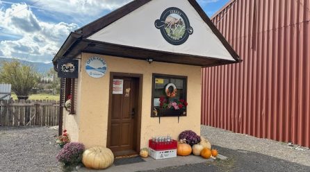 Antal Jersey Farm: Povestea unei pasiuni care a crescut firesc, de la gospodăria familiei la producția artizanală de lactate premium